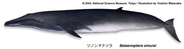 ツノシマクジラ Balaenoptera omurai ～日本で発見された新種の