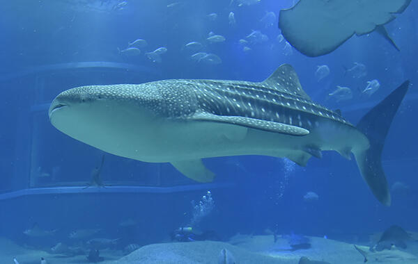 オスのジンベエザメ「海くん」がやってきました！ | 海遊館ニュース
