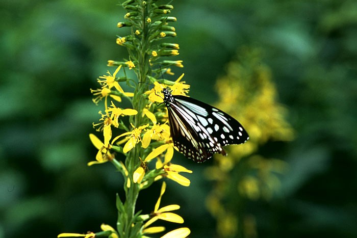 上高地に生息する蝶 – 上高地公式ウェブサイト