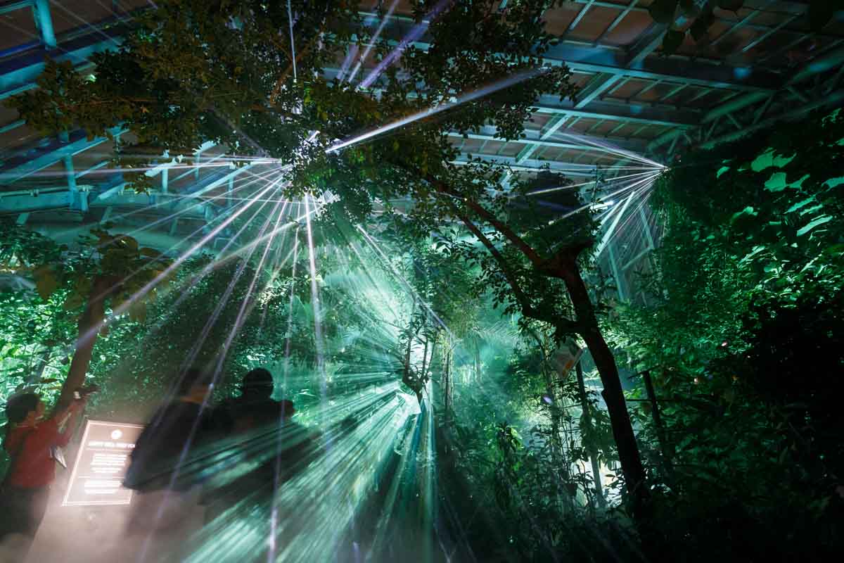 五感で感じるイマーシブ体験！いつもの京都府立植物園が幻想的な光と音