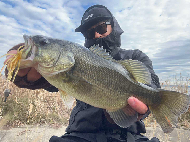 コイケサンダーL HIDEUP ハイドアップ