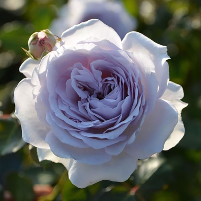 相原バラ園 / コントレイル（ロサ・オリエンティスP）【冬苗】