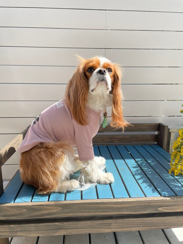 アルファアイコン】ドライニットティー(2024年モデル) - INU