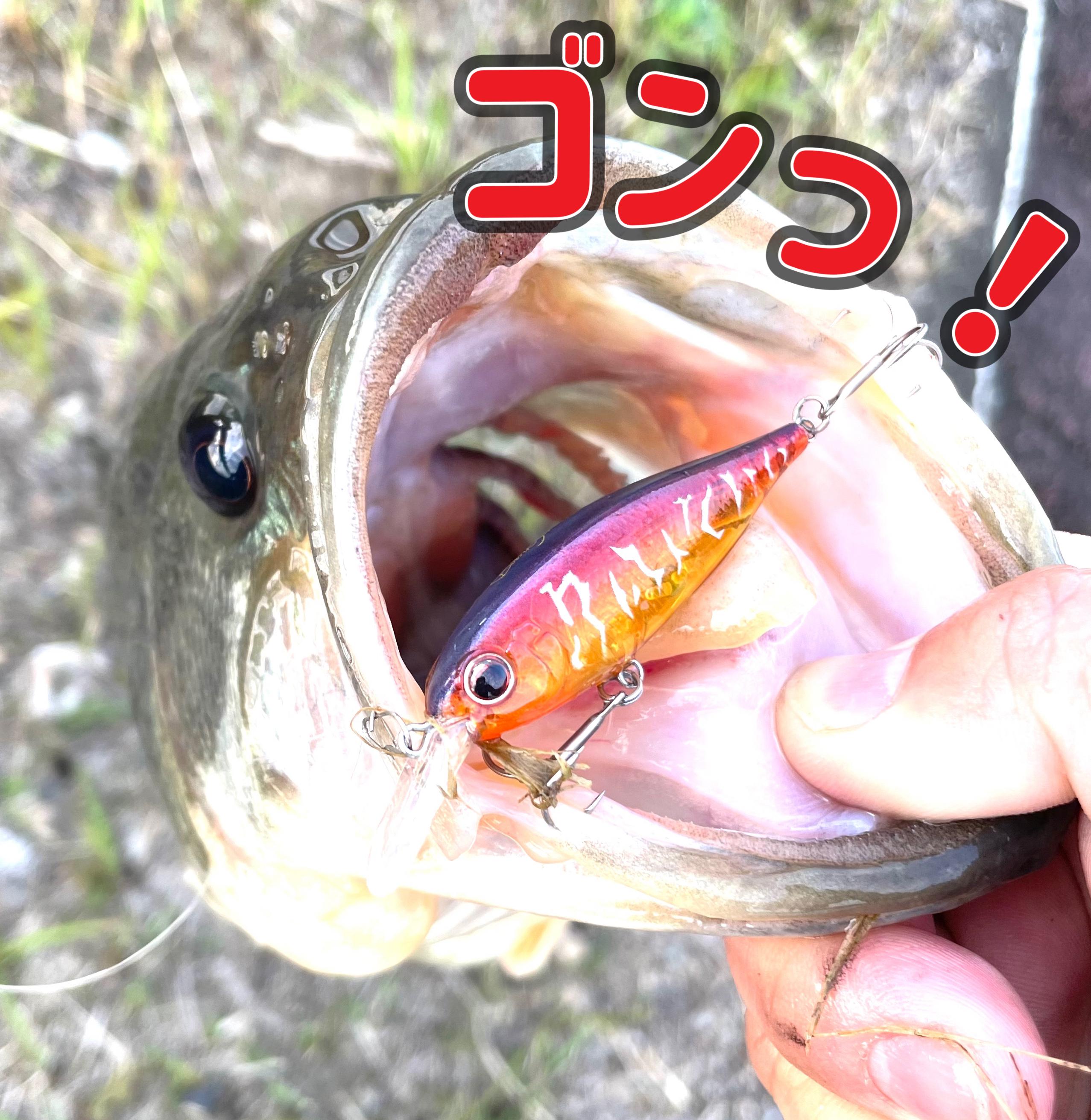 大好調！三重野池でブリブリ・ブラックバス！！釣れてます！！ | 釣具