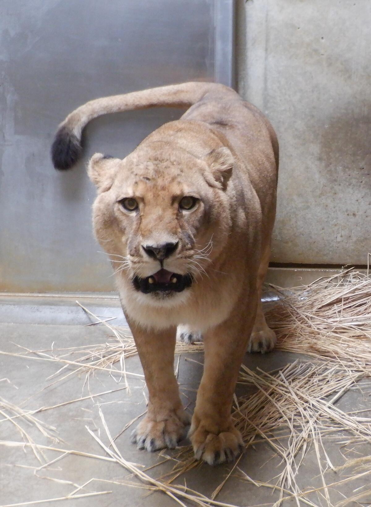 獣医だより-61-ライオンのライについて｜獣医さんのお仕事｜公園だより