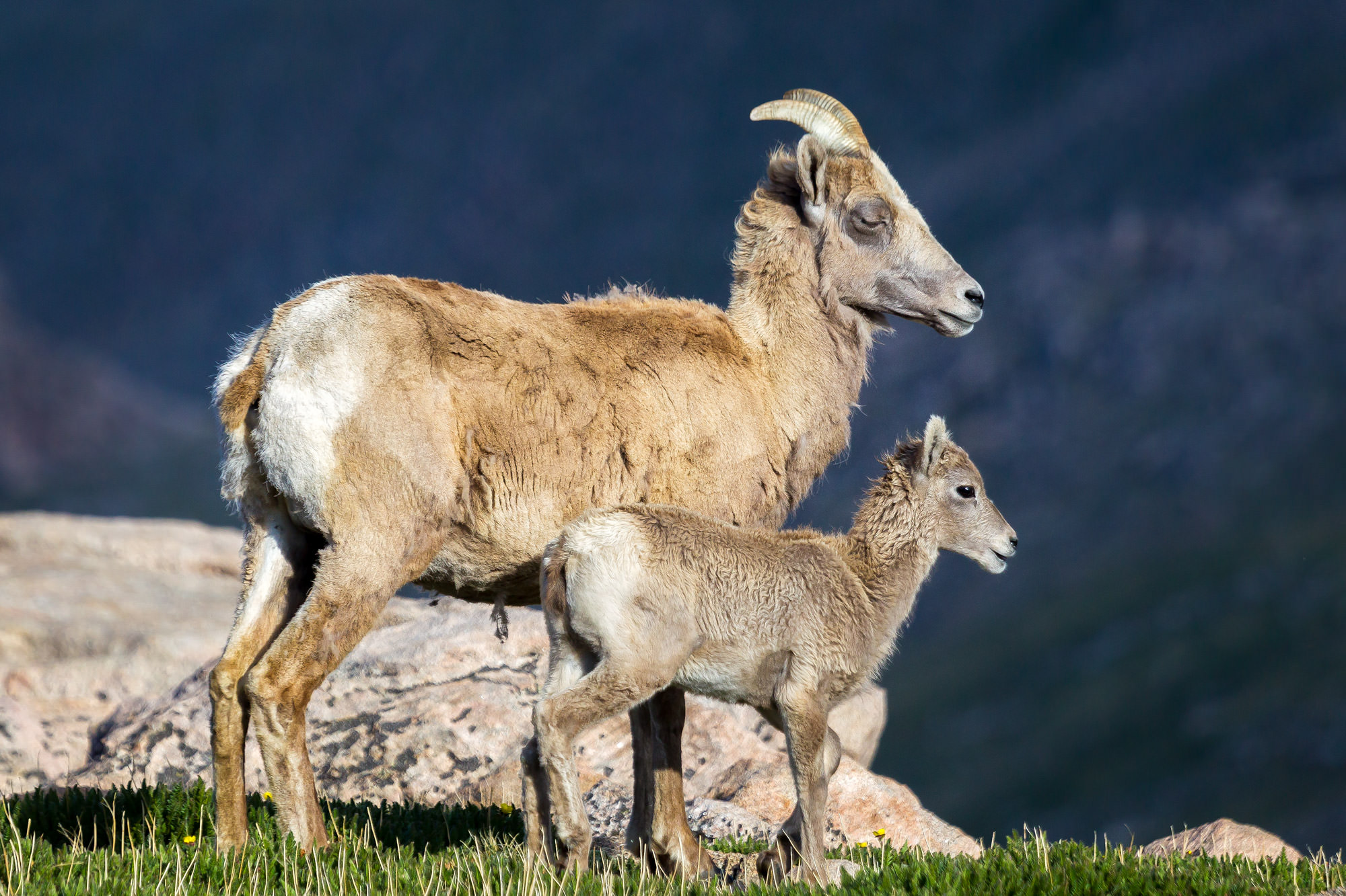 Bighorn Sheep Ewe With Lamb Fine Art Photo Print | Prints By