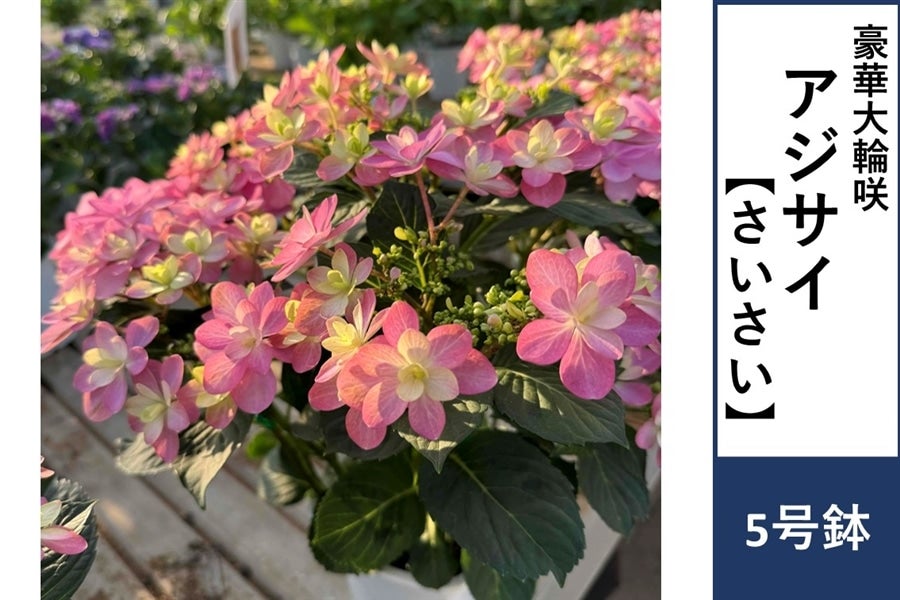 アジサイ【さいさい】5号鉢: JA全農かながわ|【JAタウン】産地直送
