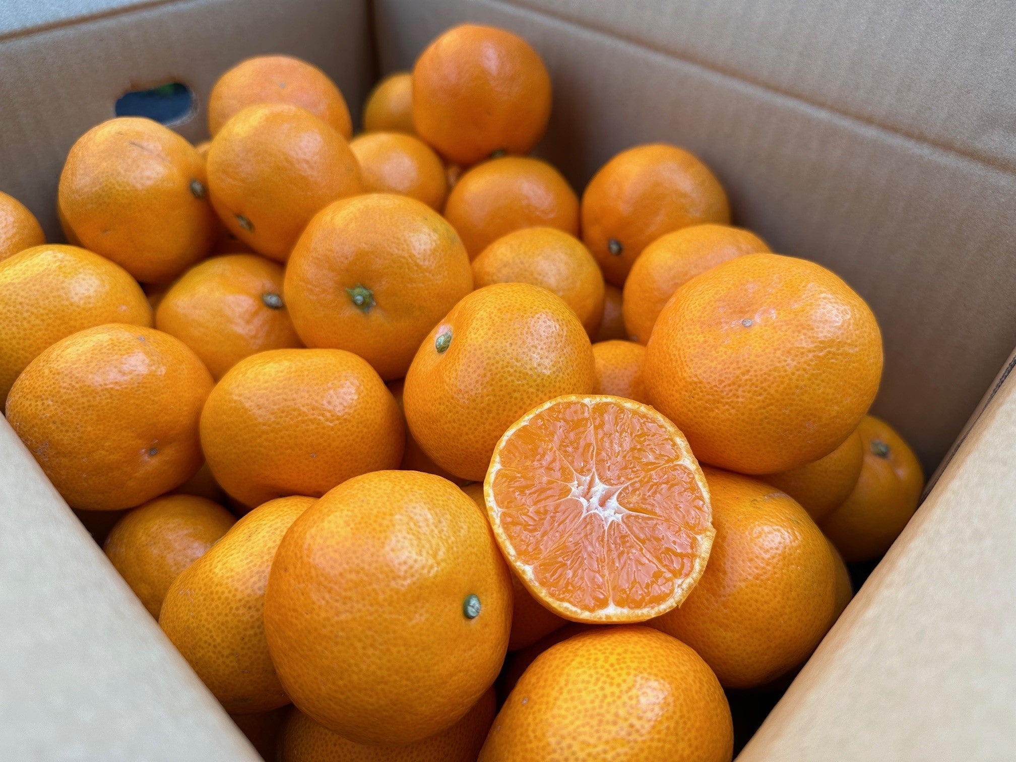 2025年10月予約開始予定】◎JAみなみ筑後 山川みかん『マイルド130』M