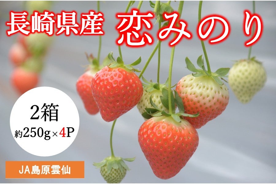 B 長崎県産 恋みのり（いちご）2箱（大玉約250g×4P）JA島原雲仙