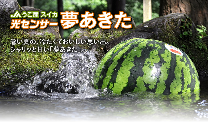 JAうごのスイカ 「光センサー夢あきた」 | 秋田県 羽後町 うご農業協同組合
