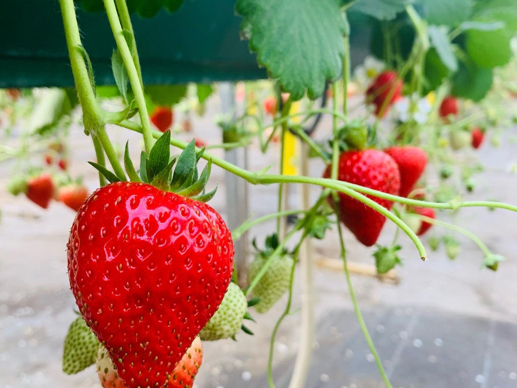 岩槻いちごファームNakaiwaの写真一覧 - じゃらんnet