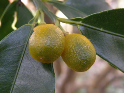 樹木図鑑(キンカン)