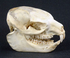 2005年特別陳列～世界の哺乳類の骨格標本と昭和三十年代の大阪の昆虫～