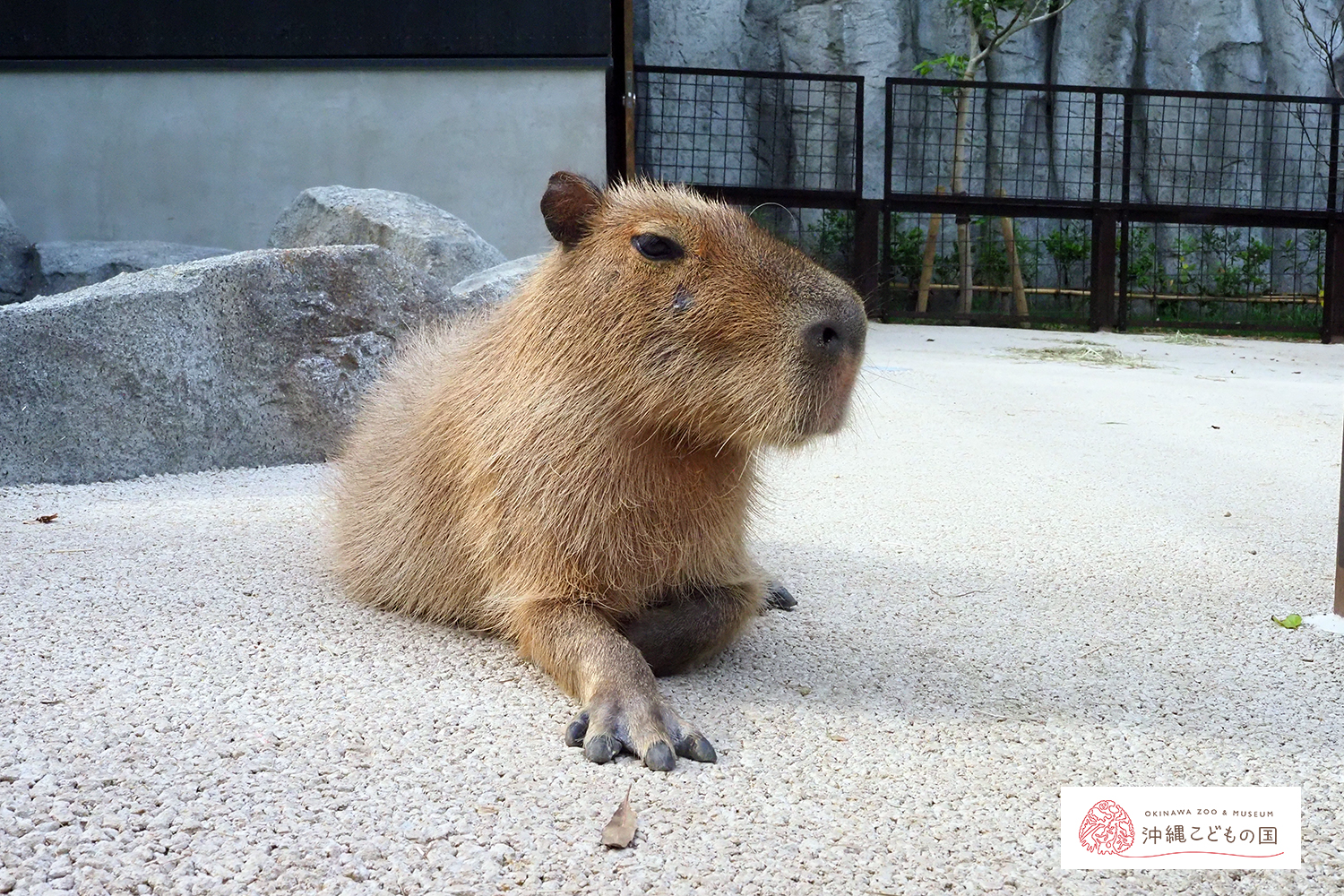 カピバラ（オニテンジクネズミ） | 沖縄こどもの国 - Okinawa Zoo & Museum