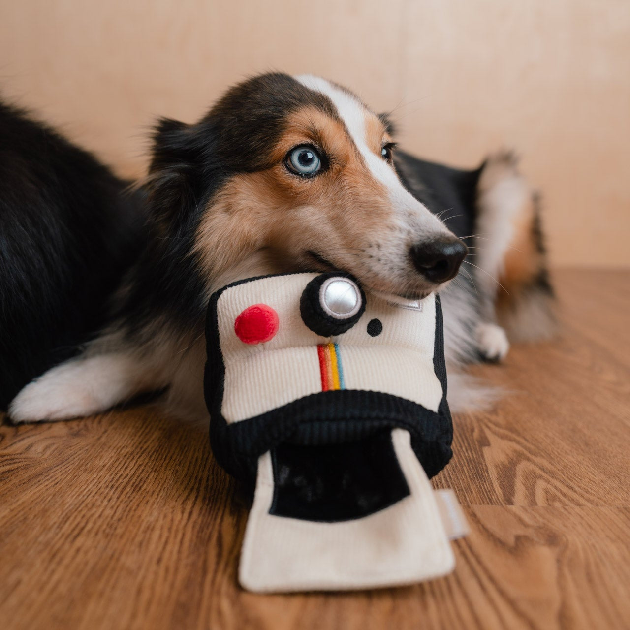 INSTANT CAMERA - Enrichment and Interactive Dog Toy | Puzzle Dog Toy
