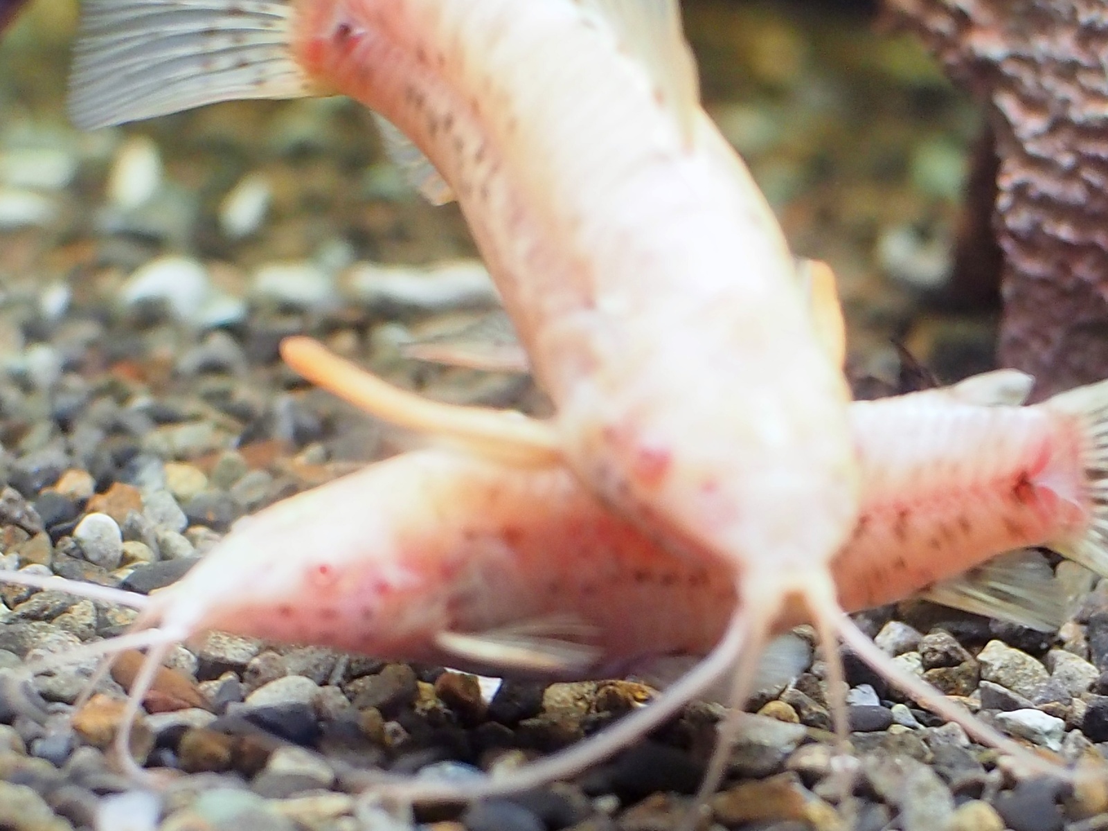 アルビノヨロイナマズ 1ペア - m8堂