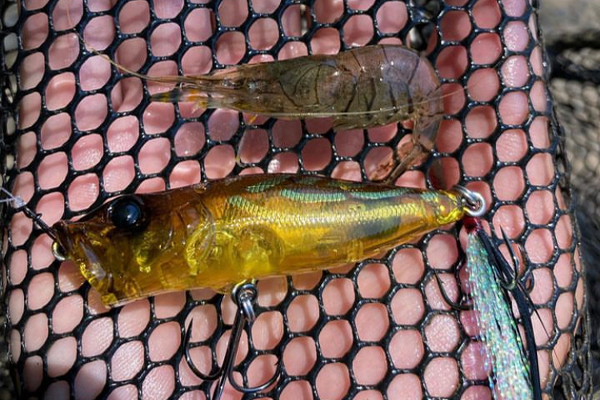 POPXシリーズがアツイ！！ | Megabass-メガバス