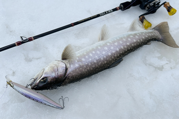 ソルト用ミノーは北海道の鱒をも魅了するのか（後編） | Megabass-メガバス