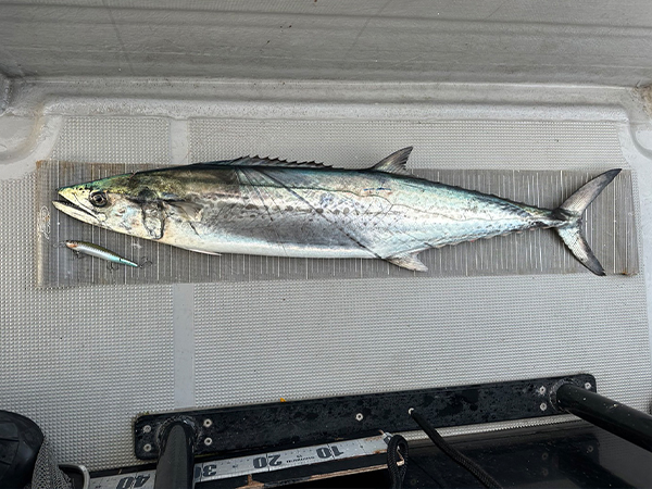 サワラに必須X-80MAGNUMジャーキングメソッドの秘密とは | Megabass