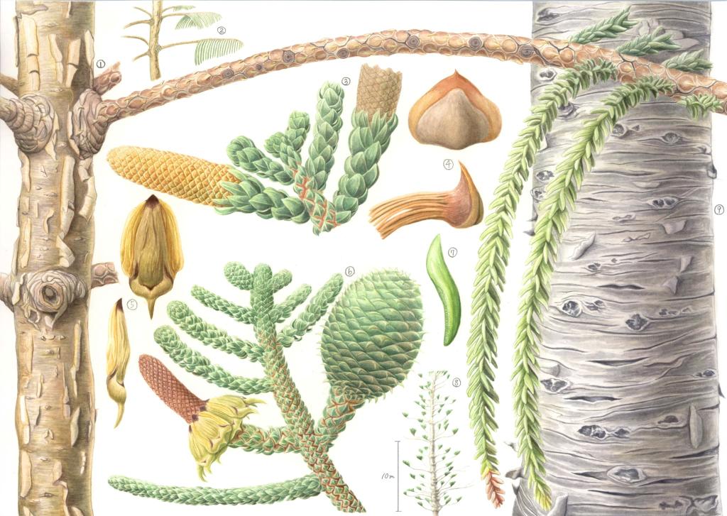 ボタニカルアートの響き−日本とインドネシアの植物画家たち｜ 高知