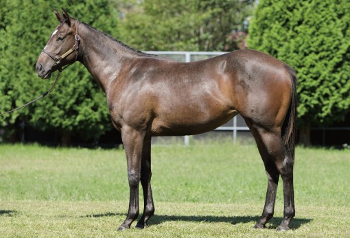 所属馬詳細（アズマクィーンの24） | ノルマンディーオーナーズクラブ