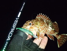 ダイワ(Daiwa) 22EXIST(イグジスト) LT2000S-P 00061091｜アウトドア