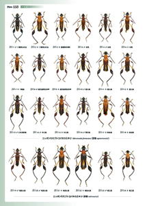 日本産カミキリムシ大図鑑 むし社