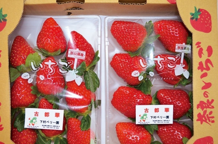 8000株のパンジーで描く干支の「午」 奈良県桜井市の安倍文殊院に