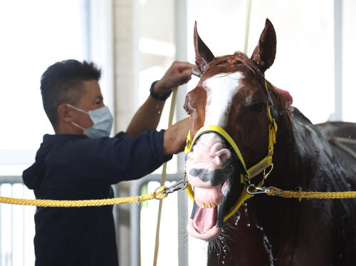 アフリカンゴールドぬいぐるみ化に西園正師「早速100個注文」アイドル