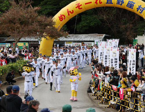 阪神】宜野座でミニパレード「キャンプイン虎ウォーク」佐藤輝明