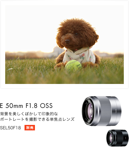 α5000 特長 : カメラまかせで簡単きれい | デジタル一眼カメラα