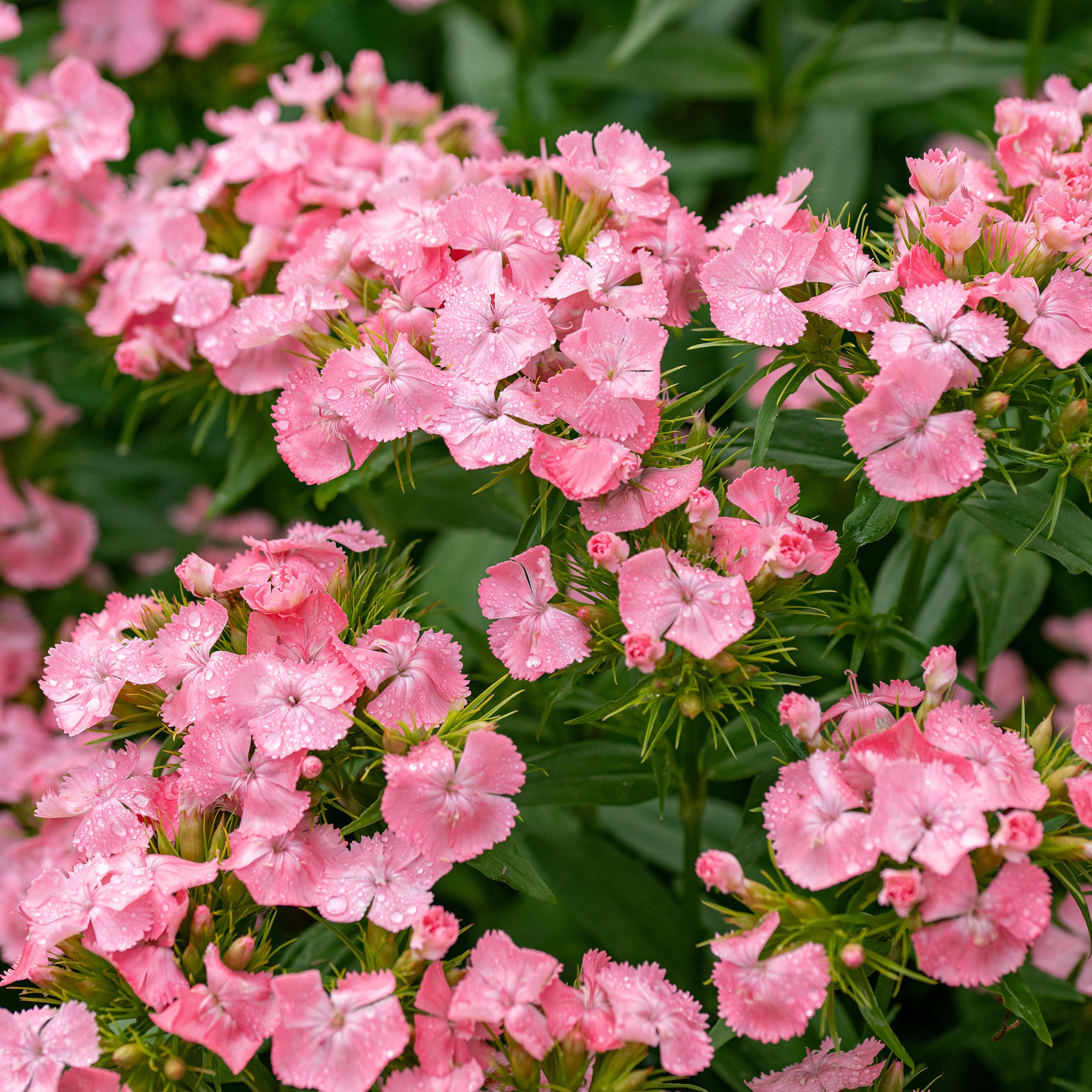 Sweet William 'Newport Pink' seeds - Dianthus barbatus