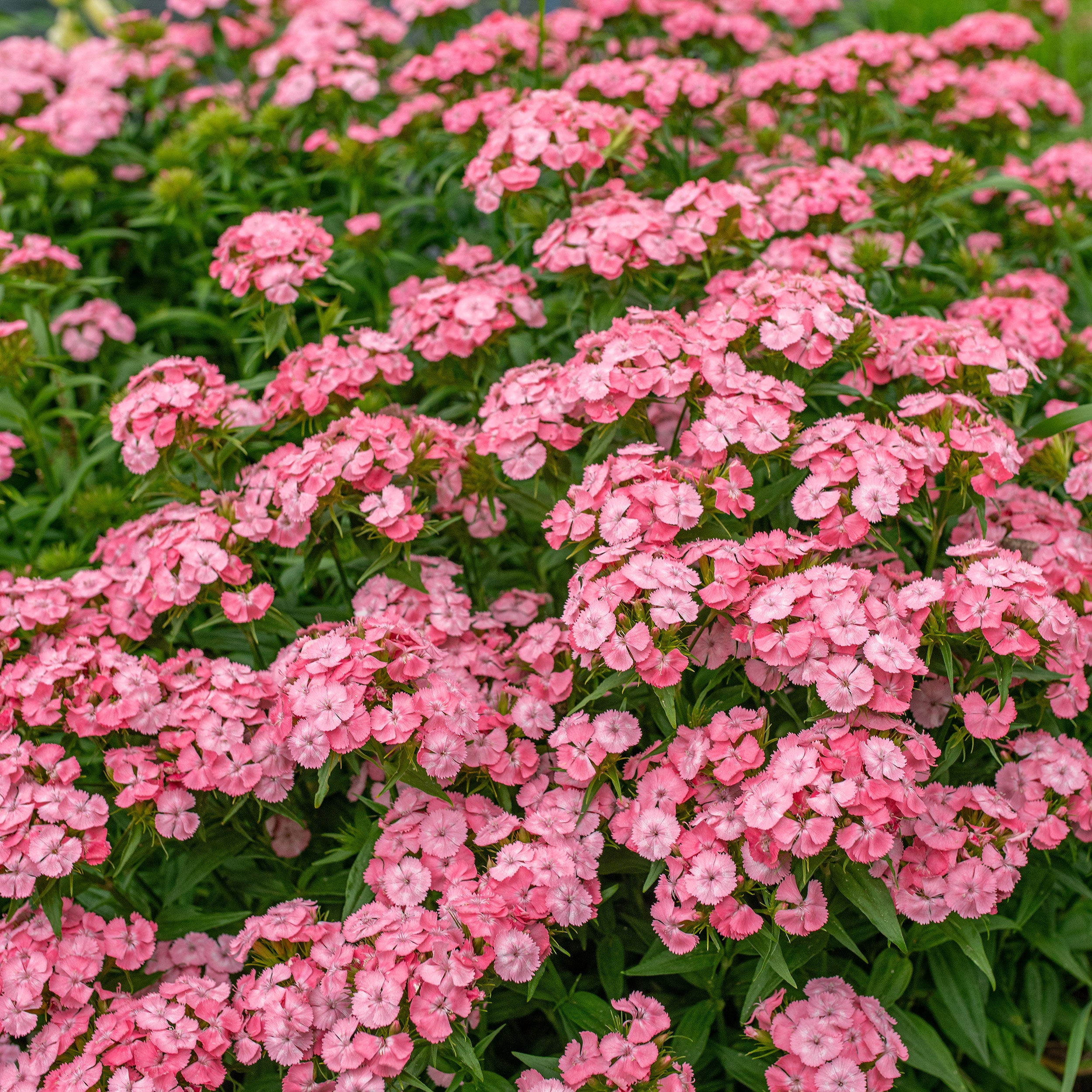 Sweet William 'Newport Pink' seeds - Dianthus barbatus