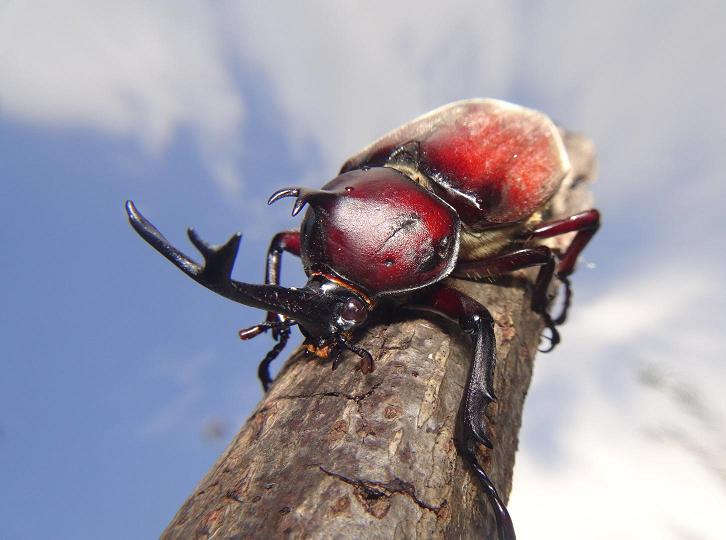 堺でみられるカブトムシ | 堺いきもの情報館 | 堺生物多様性センター