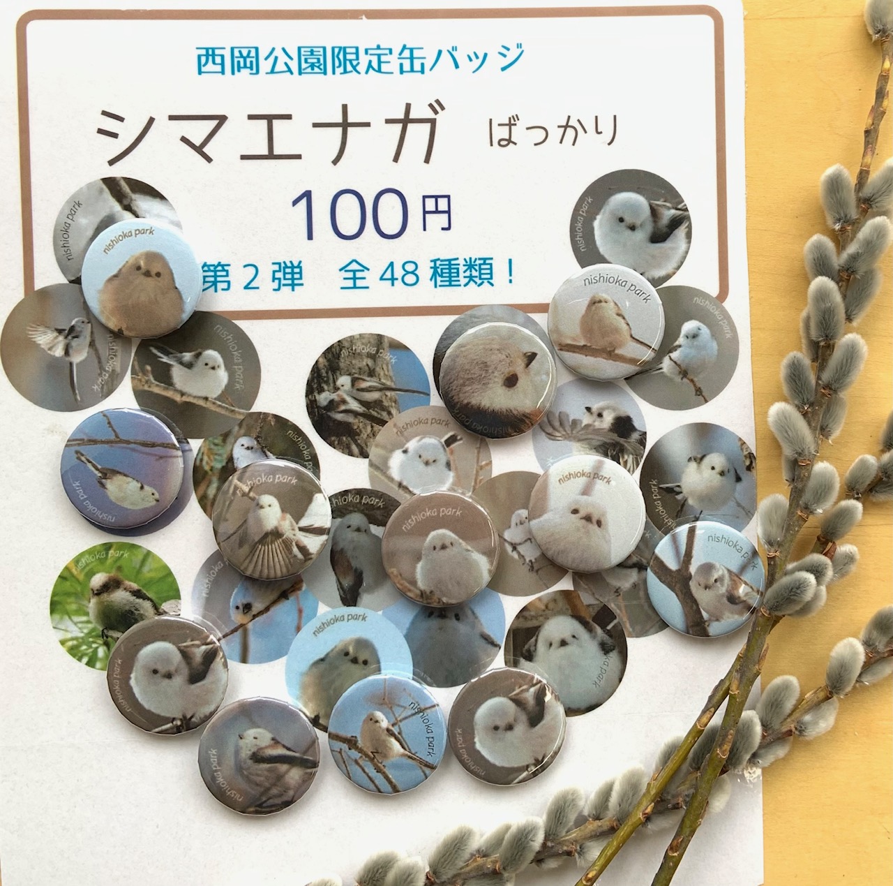 シマエナガばっかり」第2弾の缶バッジ全48種類！入荷 – 西岡公園