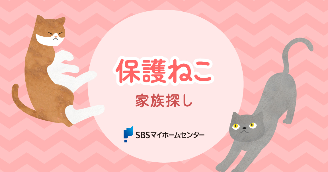 保護ねこ家族探しのお知らせ | SBSマイホームセンター - 静岡県下最大