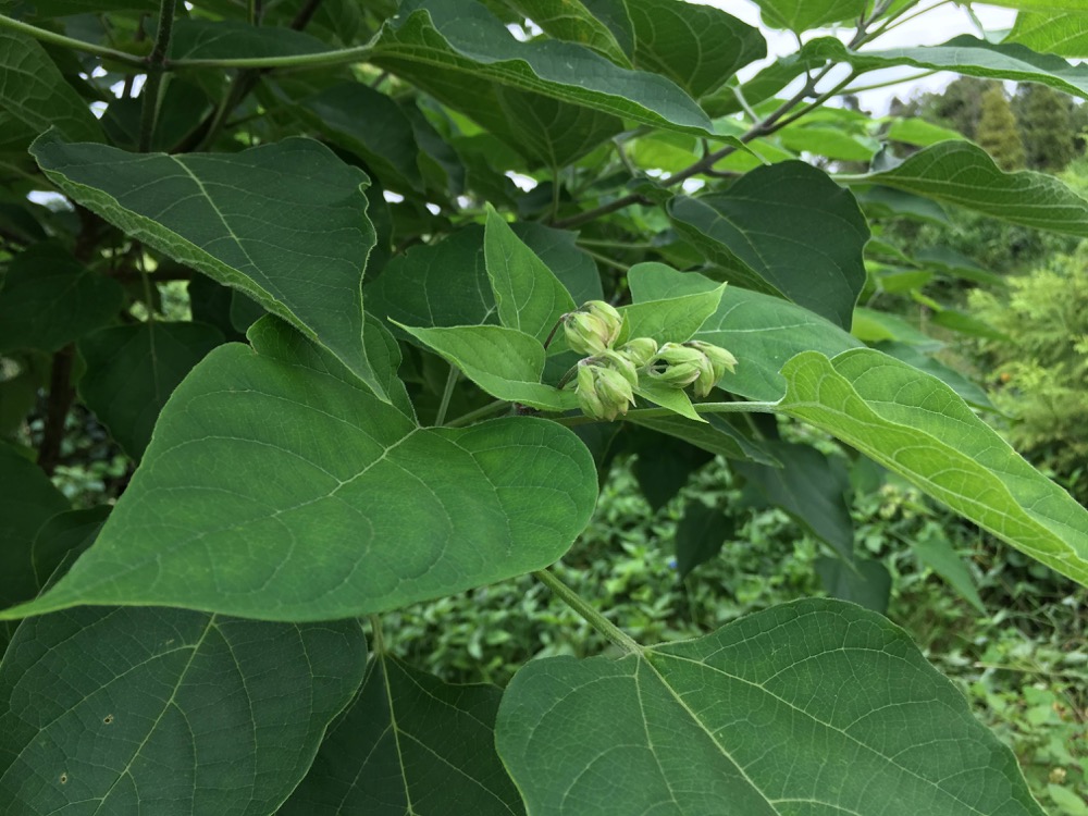 植物染料の栽培：クサギの実の収穫 - Shukuko Quilt - シュクコキルト