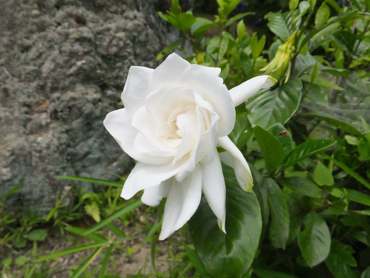 梔子(クチナシ) | 花だより | 白鳥庭園｜名古屋市熱田区