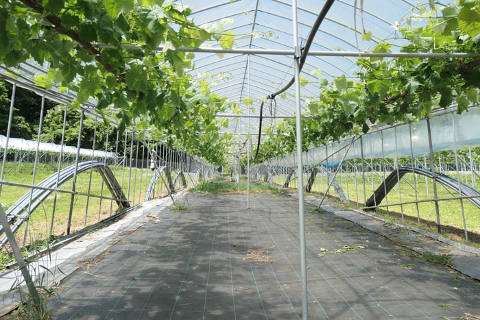 瑞樹農園｜農園紹介｜須金フルーツランド