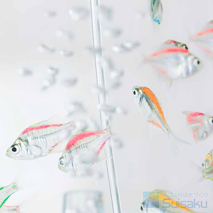 第24回「夏のカラーラージグラス」 ｜ 魚づくりは水作り｜水作株式会社