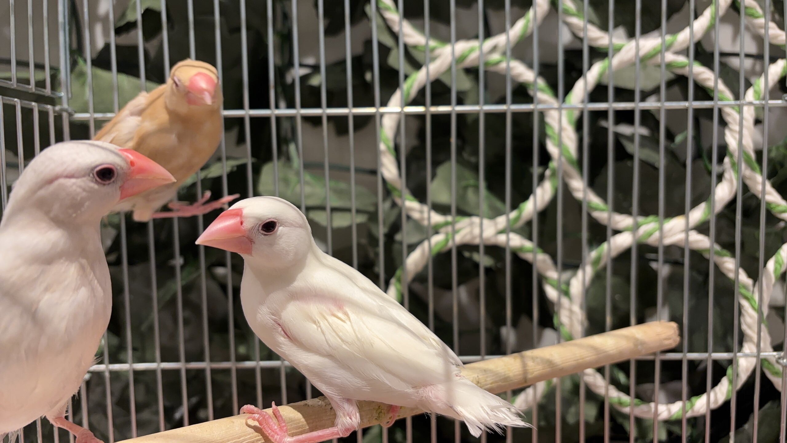 シナモン文鳥 真ん中 (2026.02.26現在) | 小動物の紹介 | ペット家族