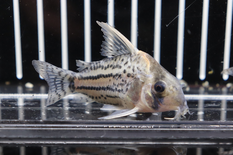 淡水魚】 激安 コリドラス スーパーシュワルツィ ワイルド【1匹】(6.5