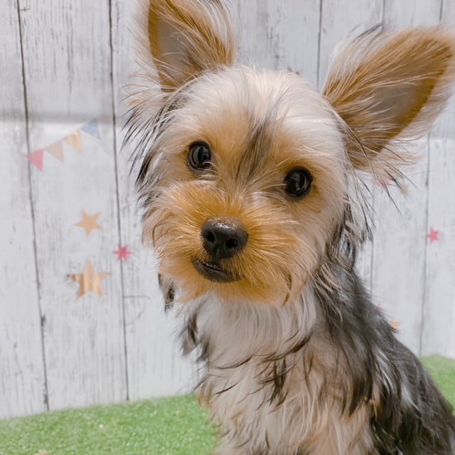 ヨークシャー・テリア｜ペット検索｜ペット大好き！