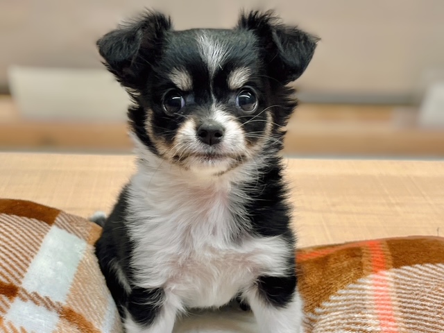 うさぎ｜ペット検索｜ペット大好き！