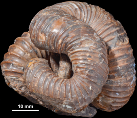異常巻きアンモナイト3D化石図鑑- ホーム