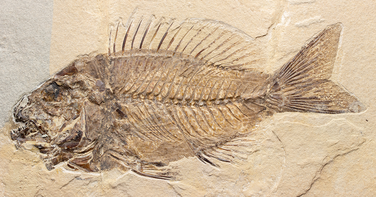 Sparnodus001-1.jpg