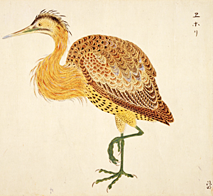 河野通明などの模写 狩野派絵師の真写 奇鳥生写図