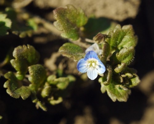 イヌノフグリ (分類, 特徴, 分布, 画像)