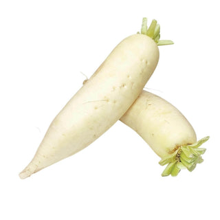 SHOP WHOLESALE DAIKON | Purvey'd
