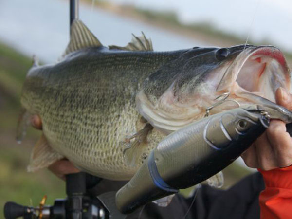 MOTHER - RomanMade【ロマンメイド】